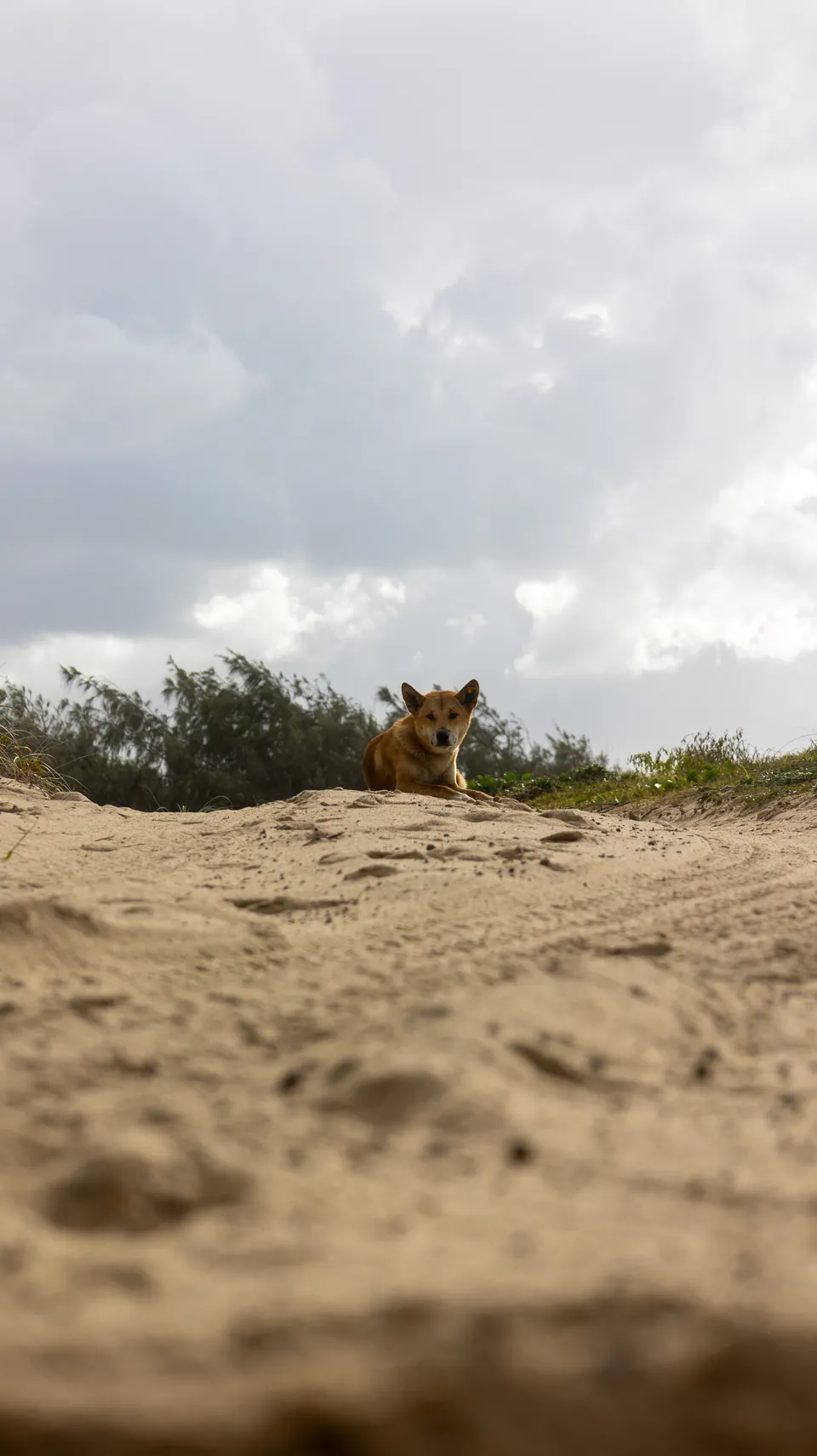 Dingo walking along the beach on K'gari